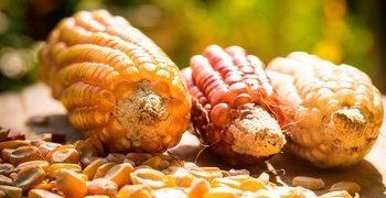 ONU : L’amendement sur les OGM de la Convention « Aarhus » entrera en vigueur en avril