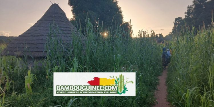 Guinée – Koundara : Au Cœur Battant des Traditions Mandingo