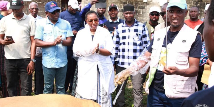 Guinée : 1 000 vaches boostées à l’insémination artificielle pour révolutionner l’élevage !