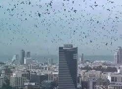 Israël – Des milliers de corbeaux noircissent le ciel de Tel-Aviv : présage funeste ou simple phénomène naturel ?