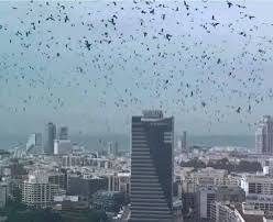 Israël – Des milliers de corbeaux noircissent le ciel de Tel-Aviv : présage funeste ou simple phénomène naturel ?