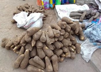 L’igname, le tubercule africain qui booste votre énergie et protège votre santé !