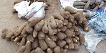 L’igname, le tubercule africain qui booste votre énergie et protège votre santé !