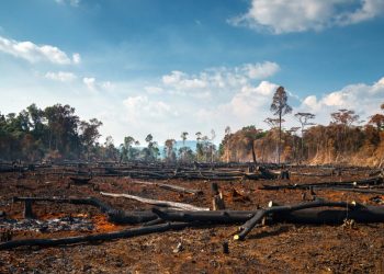 Environnement : la République de Guinée a perdu 35% de ses forêts depuis l’an 2000