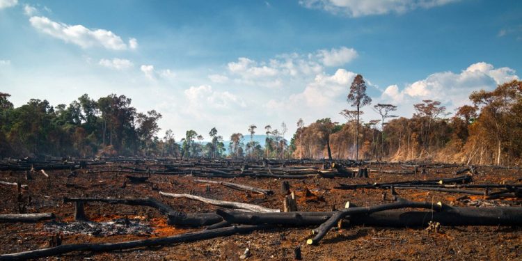 Environnement : la République de Guinée a perdu 35% de ses forêts depuis l’an 2000