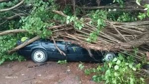 📸 Image prise sur les lieux : un véhicule entièrement écrasé par un arbre déraciné.