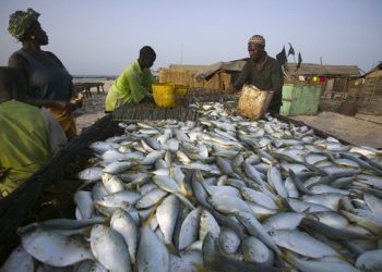 Pêche : Pourquoi l’Union européenne a interdit l’importation de poissons guinéens depuis 2007