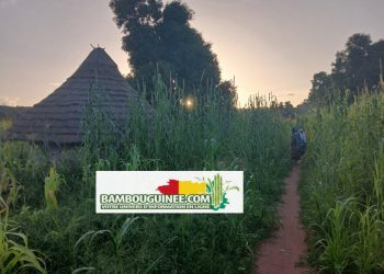 Guinée – Koundara : Au Cœur Battant des Traditions Mandingo