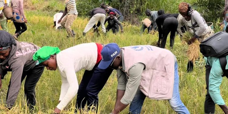 Guinée – Campagne 2025 : Guéckédou lance la récolte et vise le « Faim Zéro » à Kpétéozou !