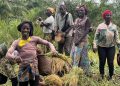 Guinée – Campagne 2025 : Guéckédou lance la récolte et vise le « Faim Zéro » à Kpétéozou !