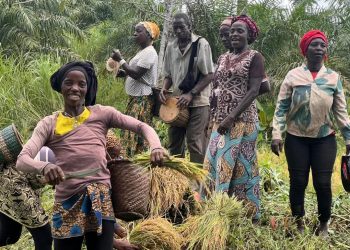 Guinée – Campagne 2025 : Guéckédou lance la récolte et vise le « Faim Zéro » à Kpétéozou !