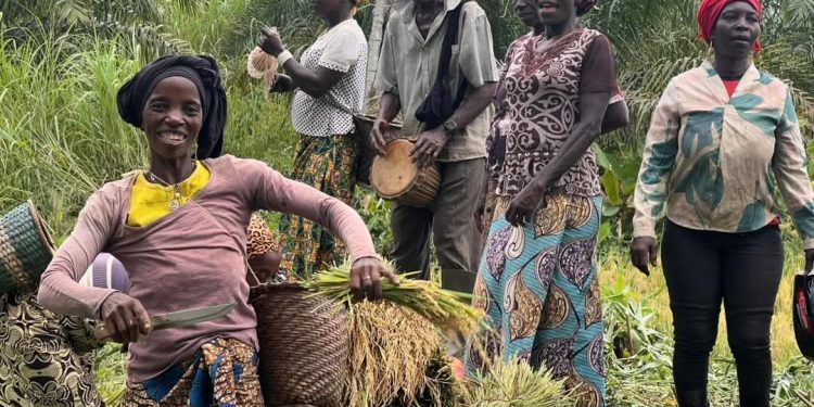 Guinée – Campagne 2025 : Guéckédou lance la récolte et vise le « Faim Zéro » à Kpétéozou !