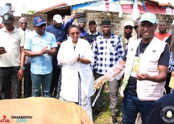 Guinée : 1 000 vaches boostées à l’insémination artificielle pour révolutionner l’élevage !