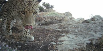 Une initiative mondiale visant à lutter contre les pressions croissantes liées à la capture illégale et non durable d&rsquo;espèces migratrices a été annoncée lors de la Conférence des Nations Unies sur la conservation de la faune sauvage