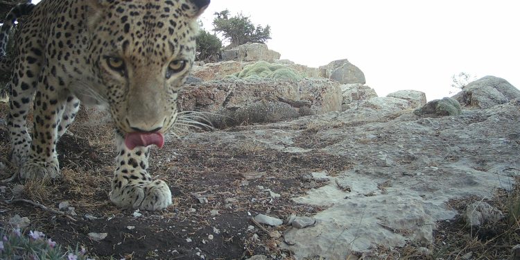 Une initiative mondiale visant à lutter contre les pressions croissantes liées à la capture illégale et non durable d&rsquo;espèces migratrices a été annoncée lors de la Conférence des Nations Unies sur la conservation de la faune sauvage