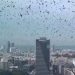 Israël – Des milliers de corbeaux noircissent le ciel de Tel-Aviv : présage funeste ou simple phénomène naturel ?